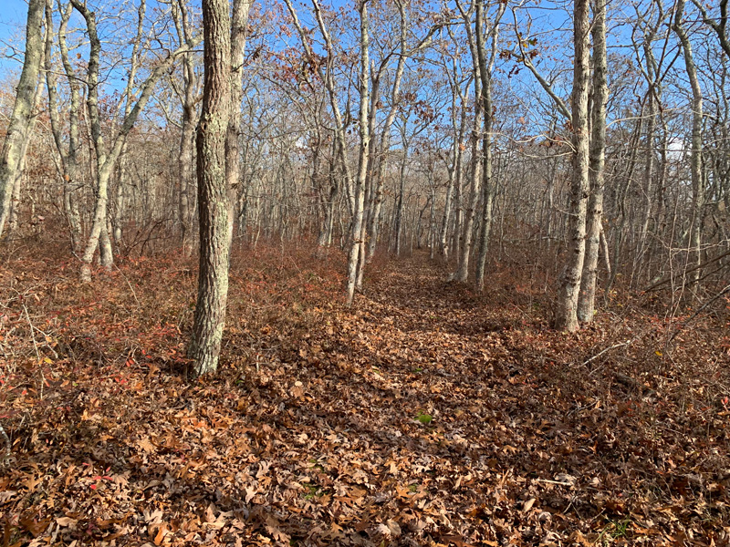 Exploring somewhere near Brines Pond.