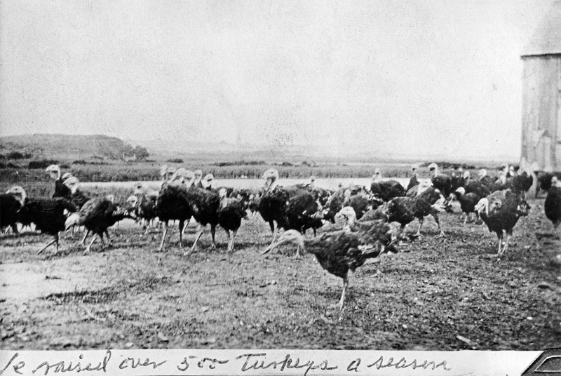 Turkey Land_Hornblower-turkeys.jpg