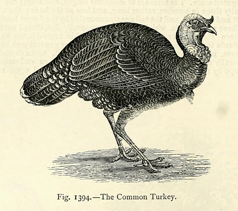 Turkey Land_The Common Turkey.jpg