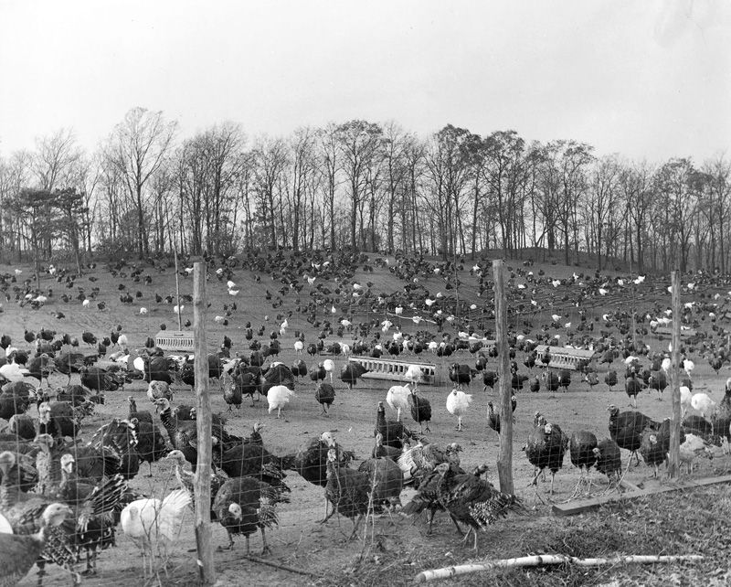 Turkey Land_Turkey farm 1965 from Jeffrey Serusa.jpg