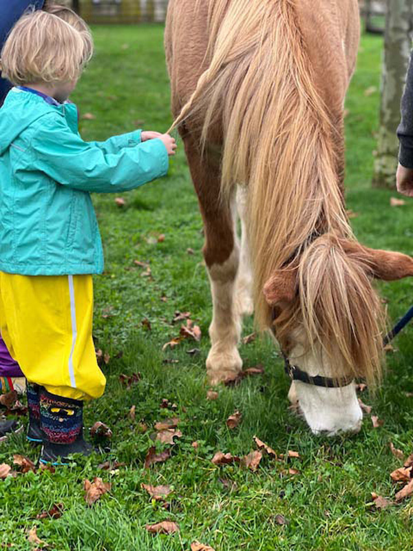 Horse getting a braid.