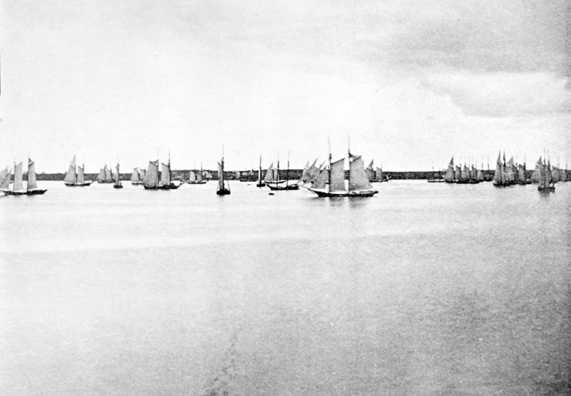 272a-Shrinkage-Schooners-in-Harbor.jpg