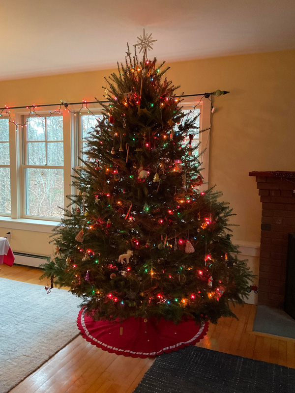 A nicely proportioned balsam fir from Jardin Mahoney in Oak Bluffs.