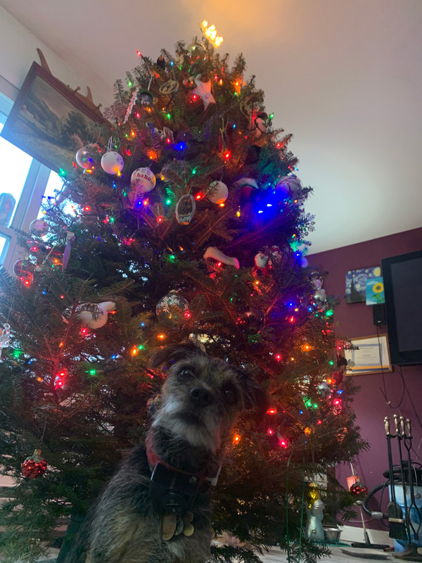 Chester the border terrier helped adorn this fir tree for the holidays.