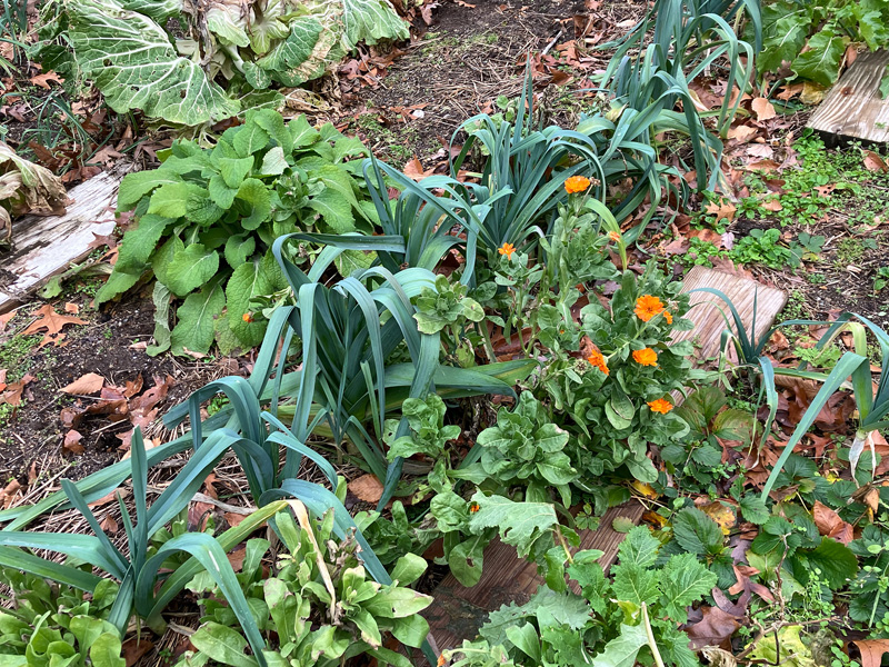 Christmas garden: leeks, couves kale, calendula, rapini, and foxglove.