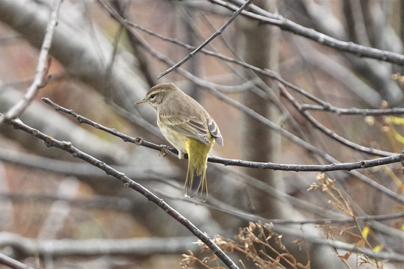 “Western” palm warblers in fall plumage.