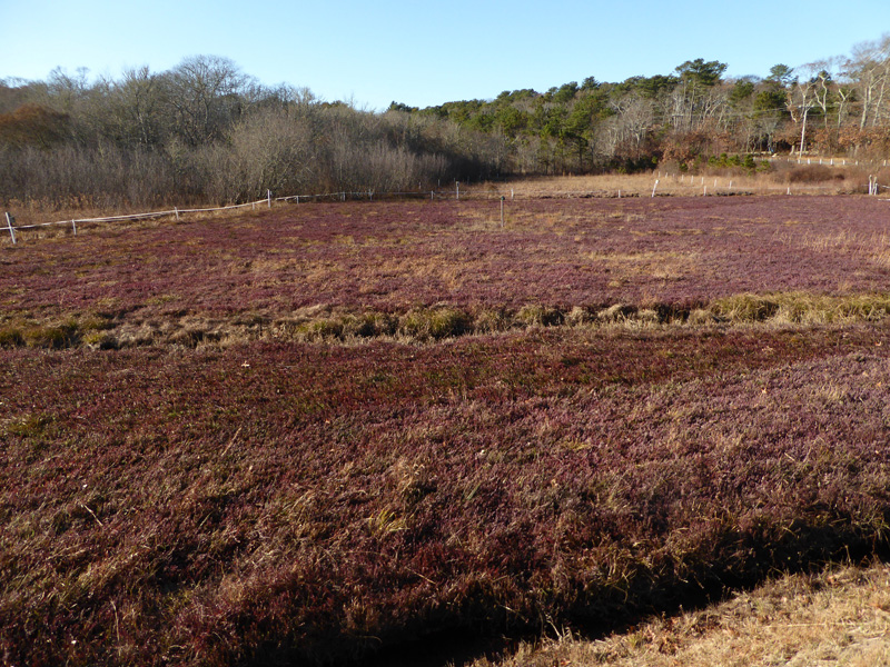 Bog November 2019 P1150058