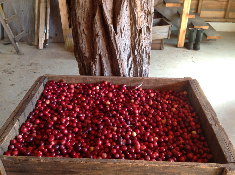 Cranberries October 2014 IMG_0669