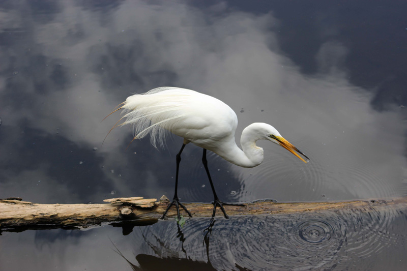 “Great heron”