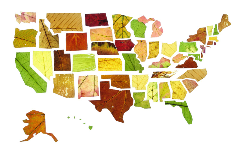 Leaf-Collage-2.jpg