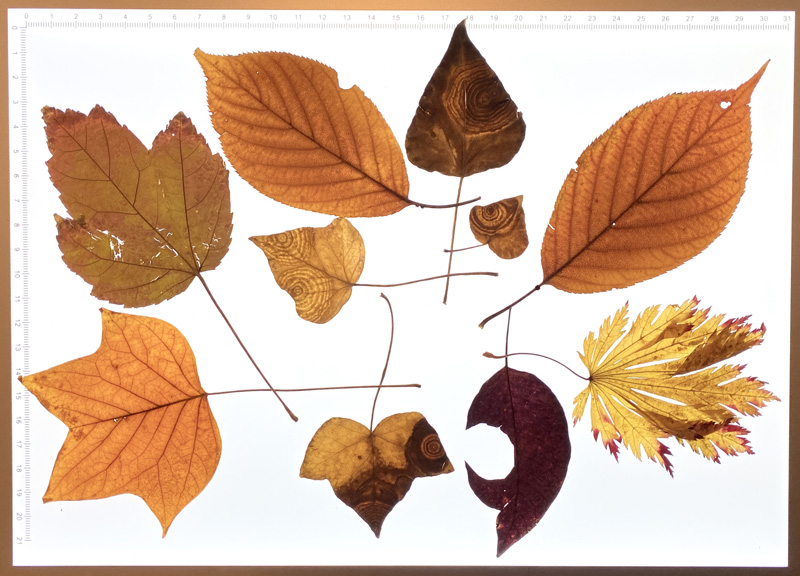 Leaf_Collage-4.jpg