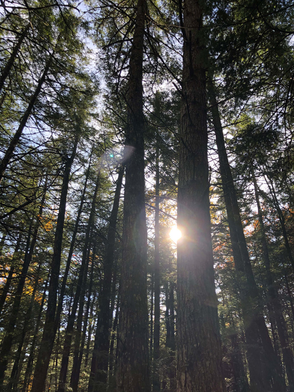 “Mother tree”