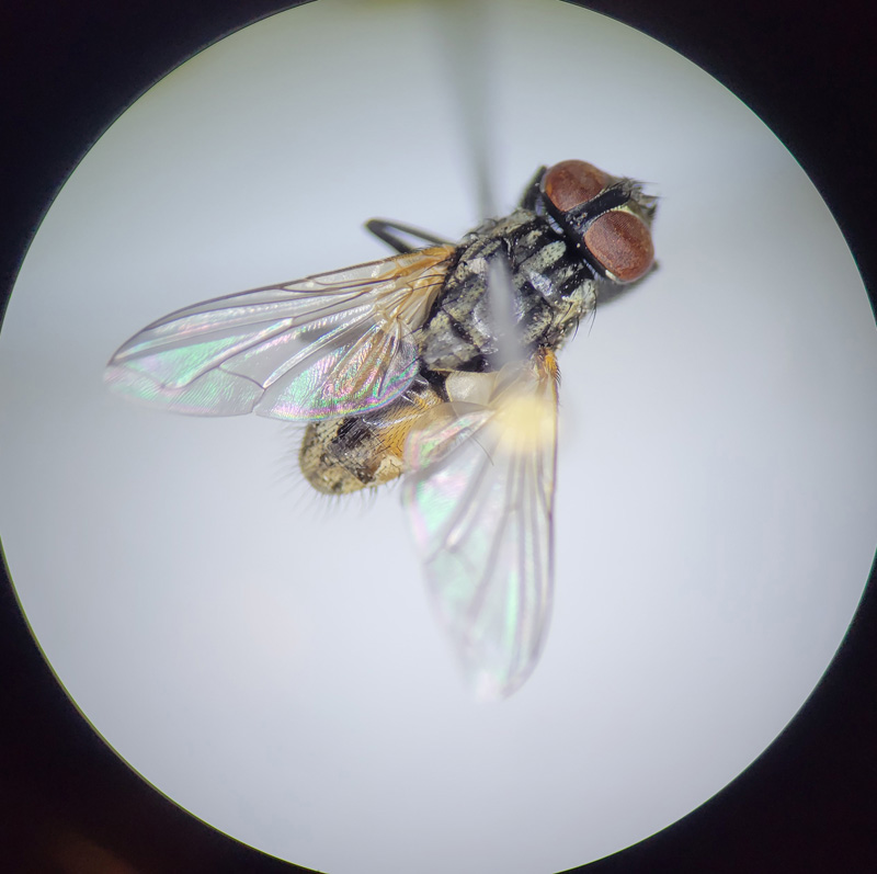 house-fly-dorsal-view.jpg