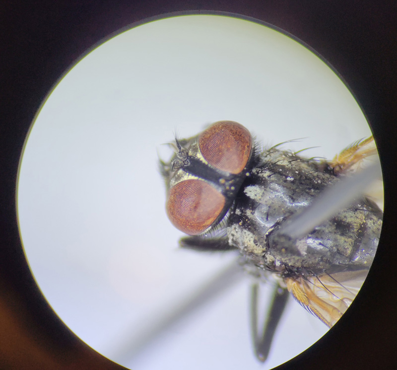 house-fly-eye-spacing.jpg