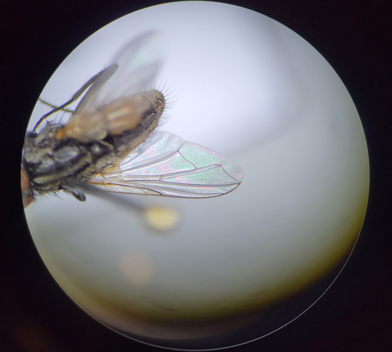 house-fly-wing-veins.jpg