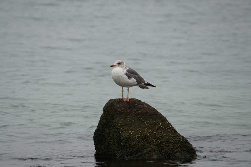 bird-black-backed-gull.jpg