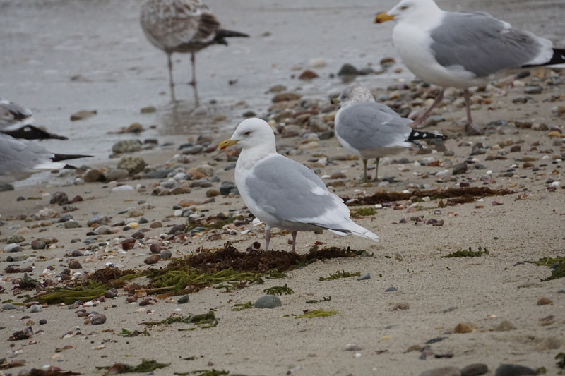 bird-iceland-gull-adult.jpg