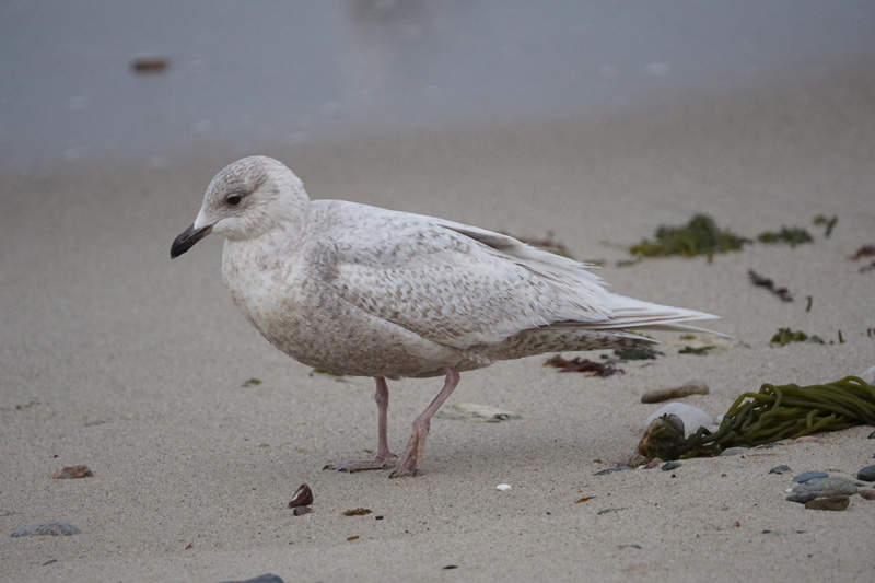 bird-iceland-gull.jpg
