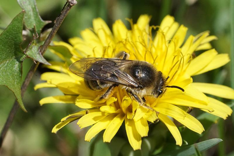 Female Colletes inaequalis hard at work on a dandelion blossom.