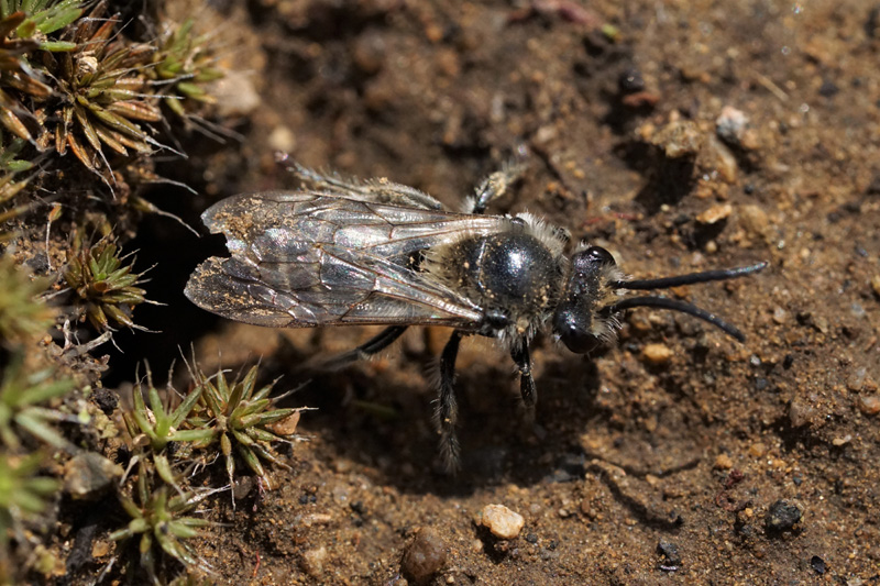A female Colletes inaequalis, just emerged from her nest burrow.
