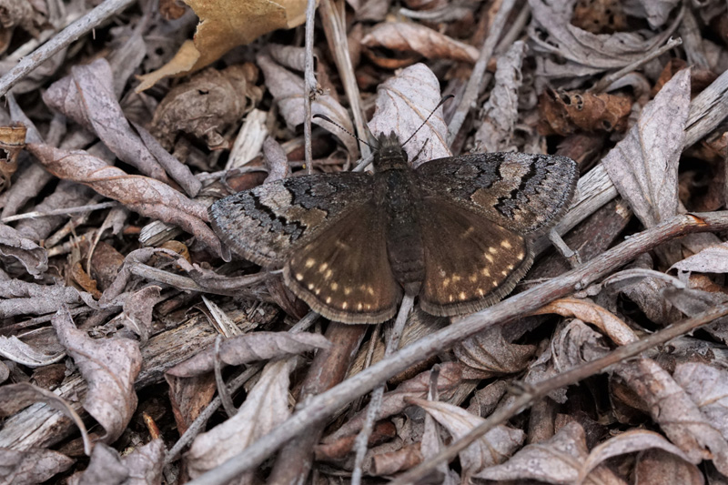 Sleepy duskywing.jpg