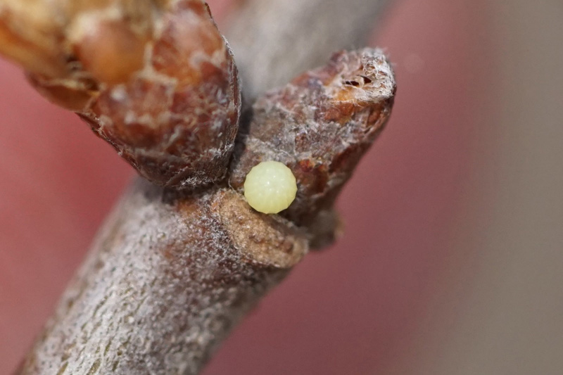 sleepy duskywing egg.jpg