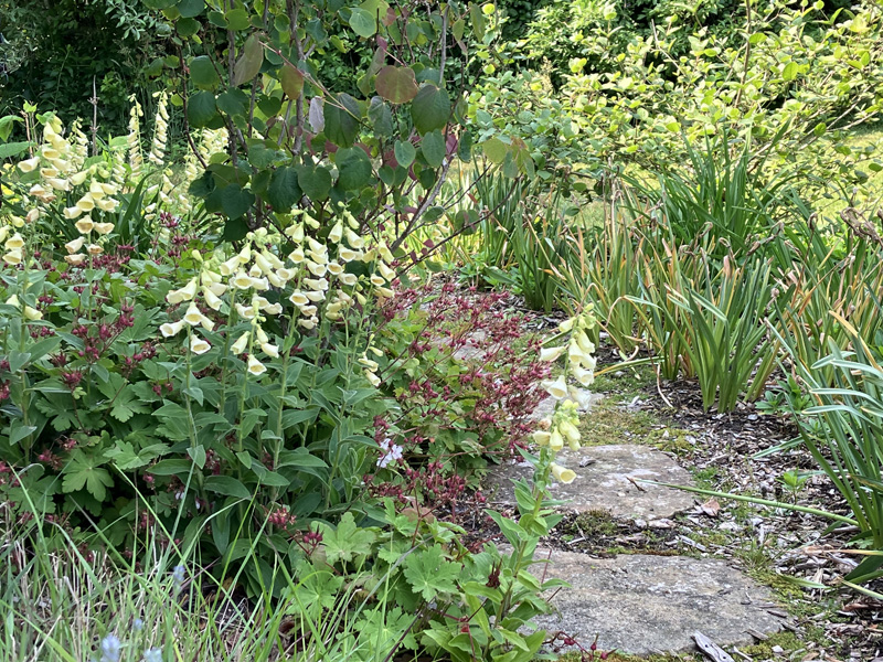 Perennial-Foxglove-1.jpg