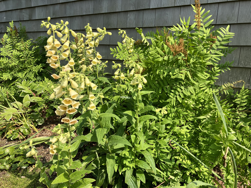 Perennial-Foxglove-2.jpg
