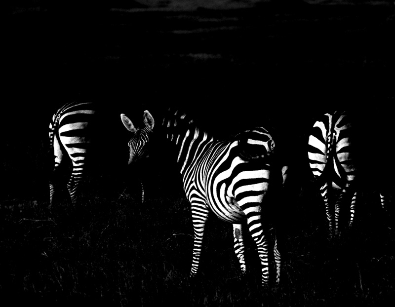 Zebras-Underexposed.jpg