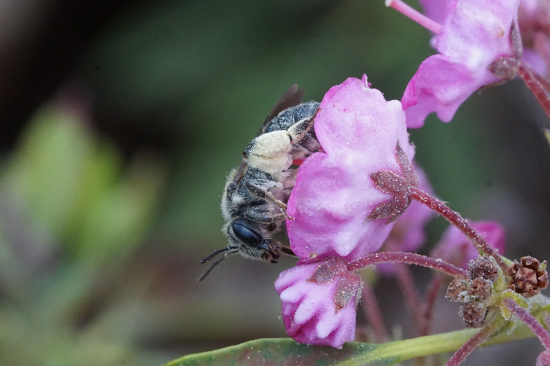 andrena-kalmiae-on-kalmia.jpg