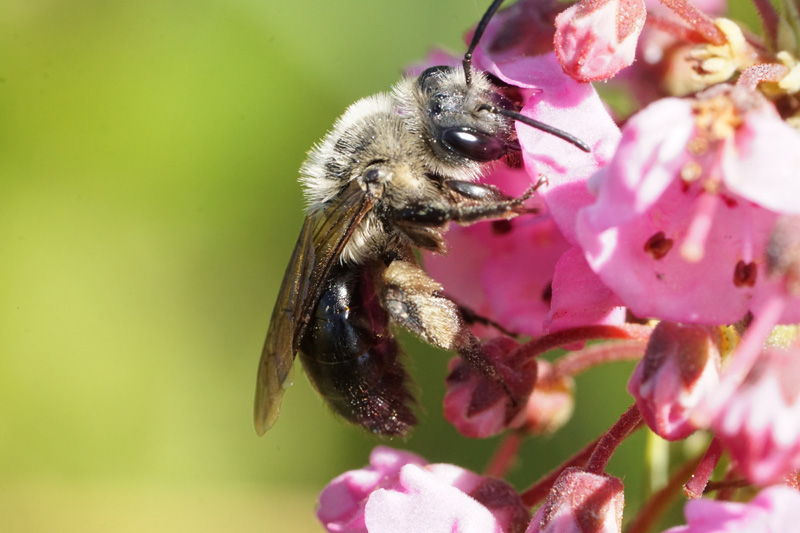 andrena-vicina-on-kalmia.jpg