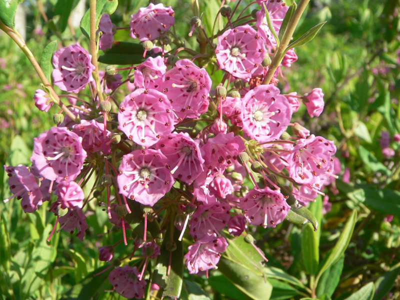 kalmia-angustifolia-blossoms.jpg