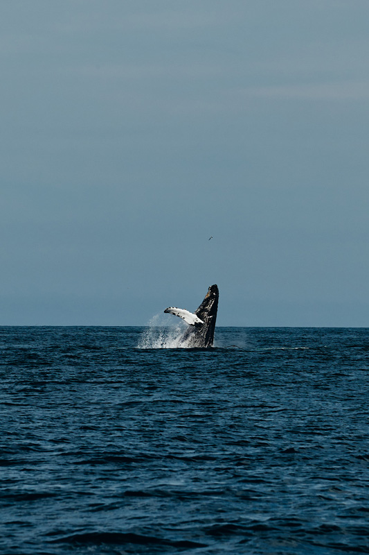 A pod of three humpback whales were spotted off Nomans Land this weekend.