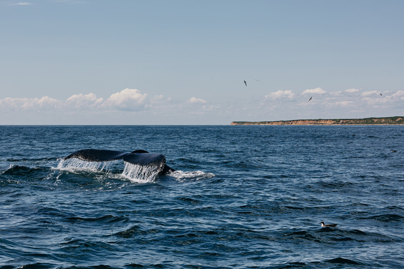 A pod of three humpback whales were spotted off Nomans Land this weekend.