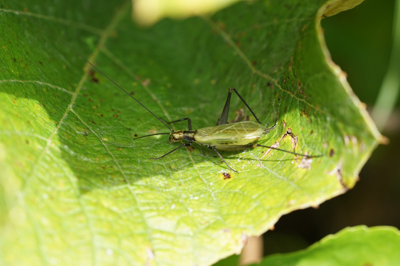 black-horned-tree-cricket.jpg