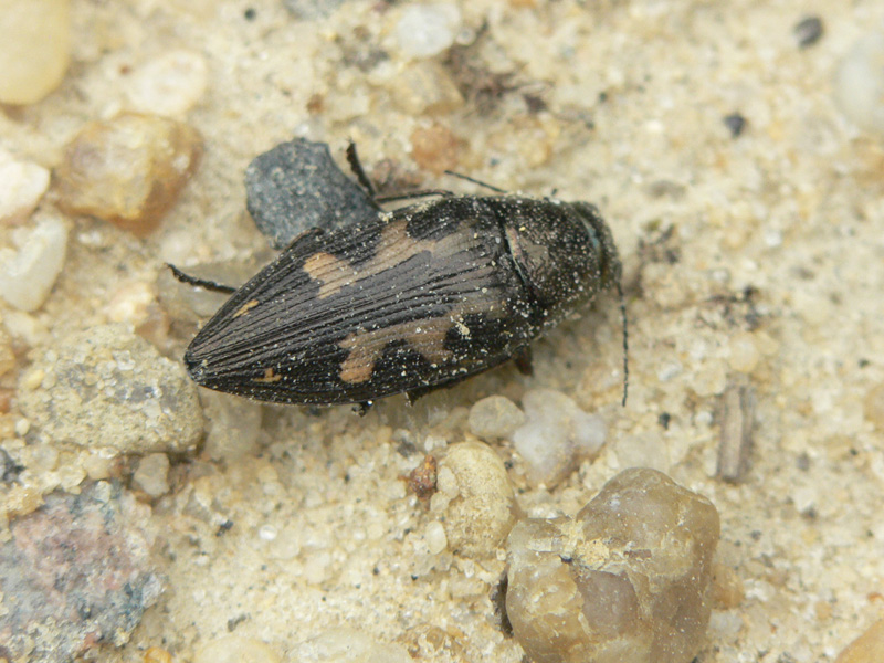 buprestis-maculipennis.jpg