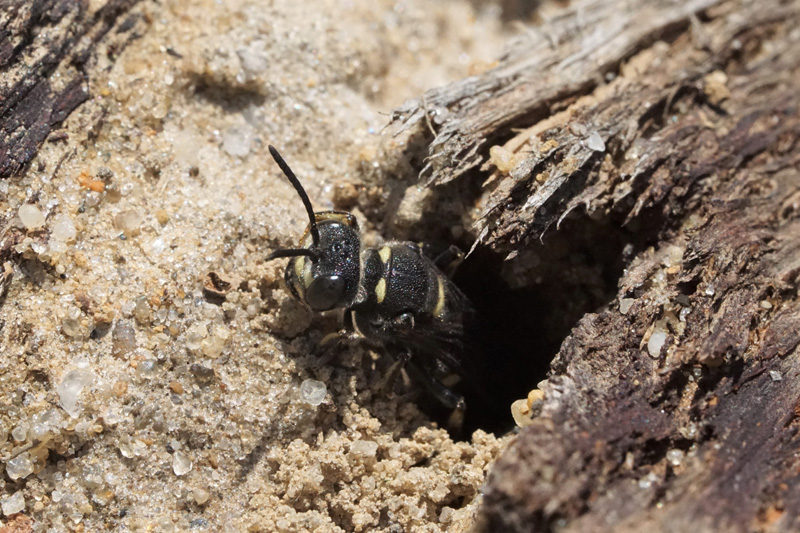 cerceris-female-nest.jpg
