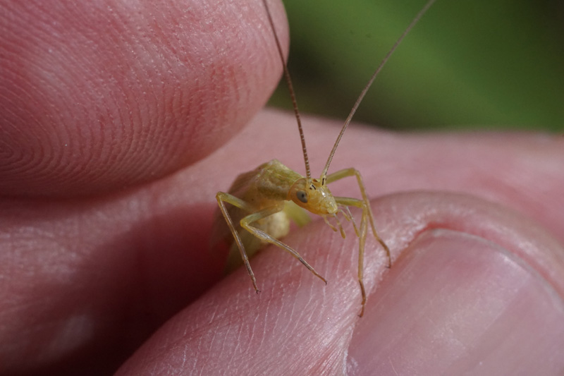four-spotted-tree-cricket.jpg
