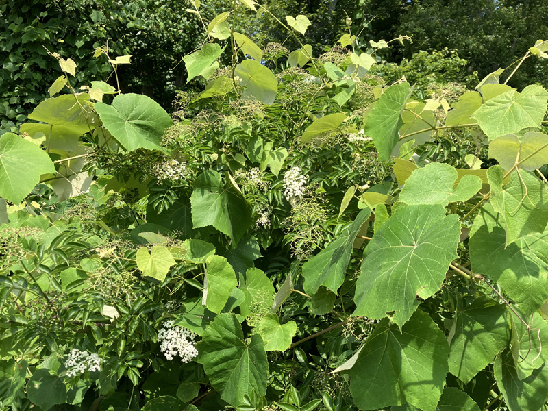garden-of-plants