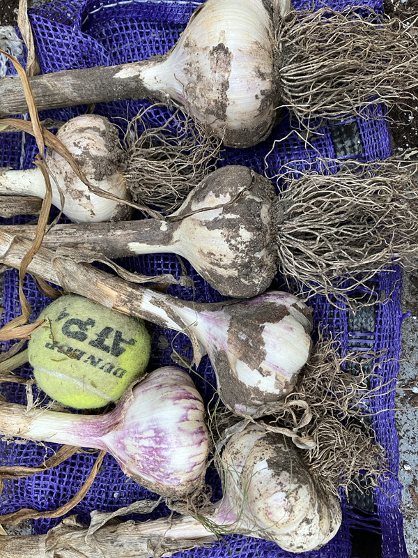 plant-bulbs-with-tennis-ball