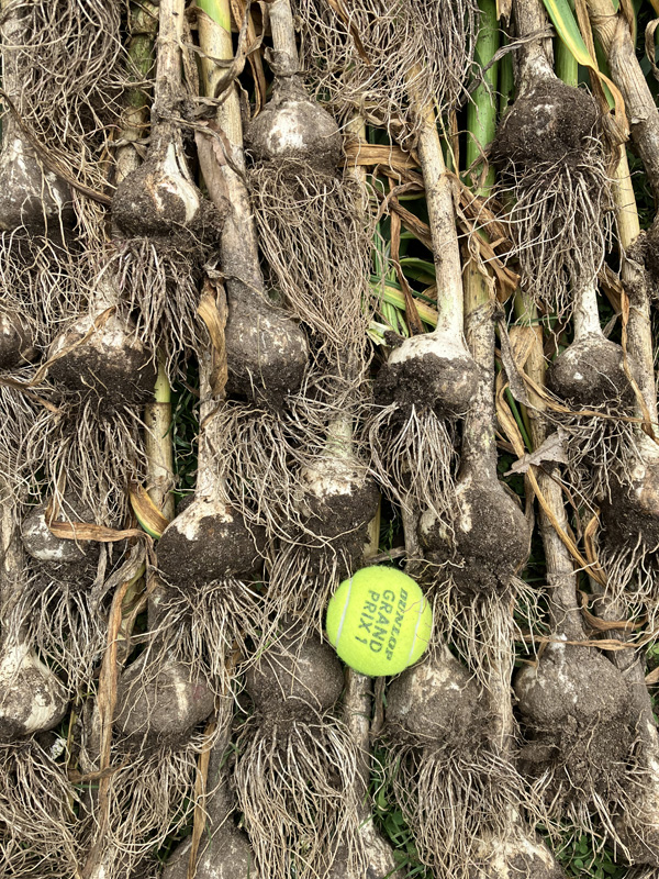 plant-bulbs
