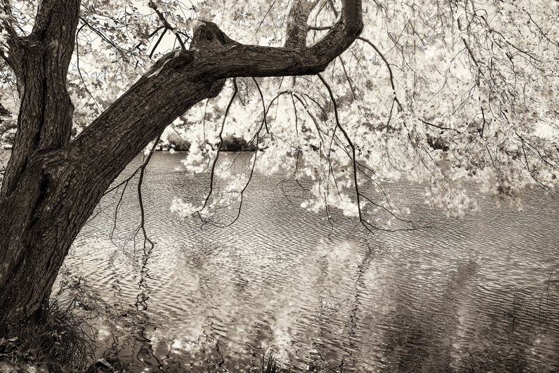 MapleGlow-PriestersPond.jpg