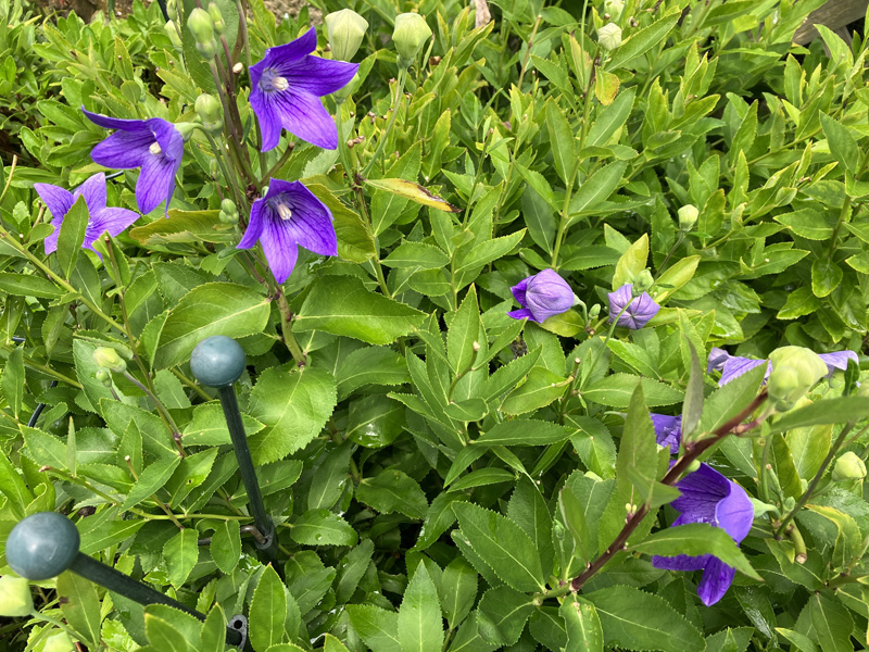 Platycodon-perennial.jpg