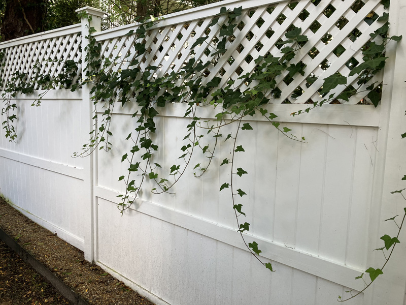 Vines-on-fence.jpg