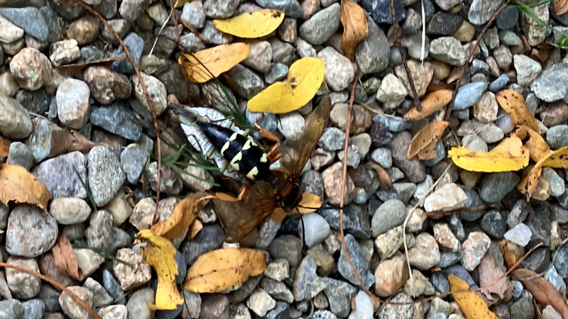 Cicada-killer-wasp.jpg