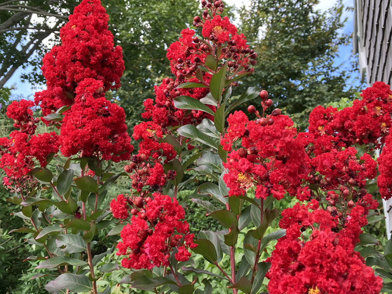 Crape-myrtles.jpg
