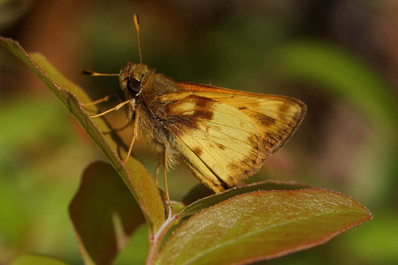 Male Zabulon skipper.jpg