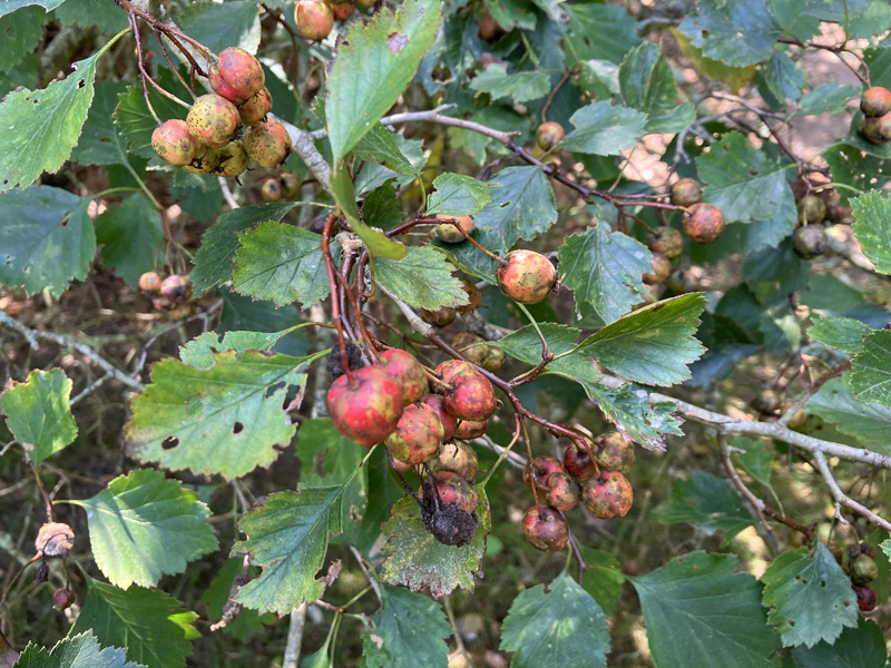 Native-hawthorn.jpg