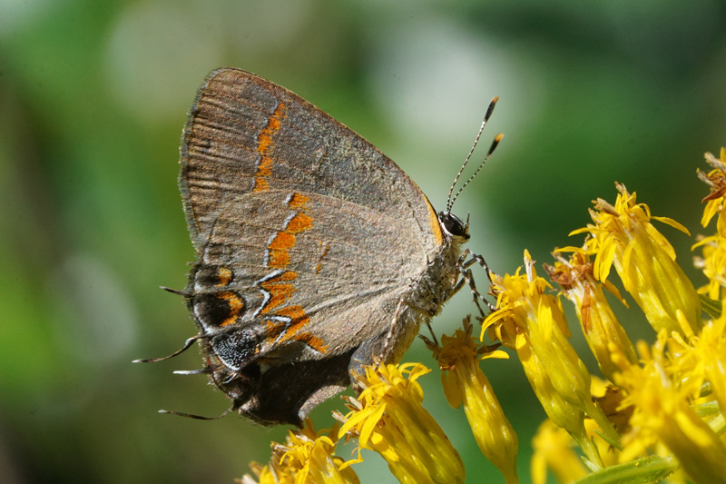 Red-banded Hairstreak.jpg