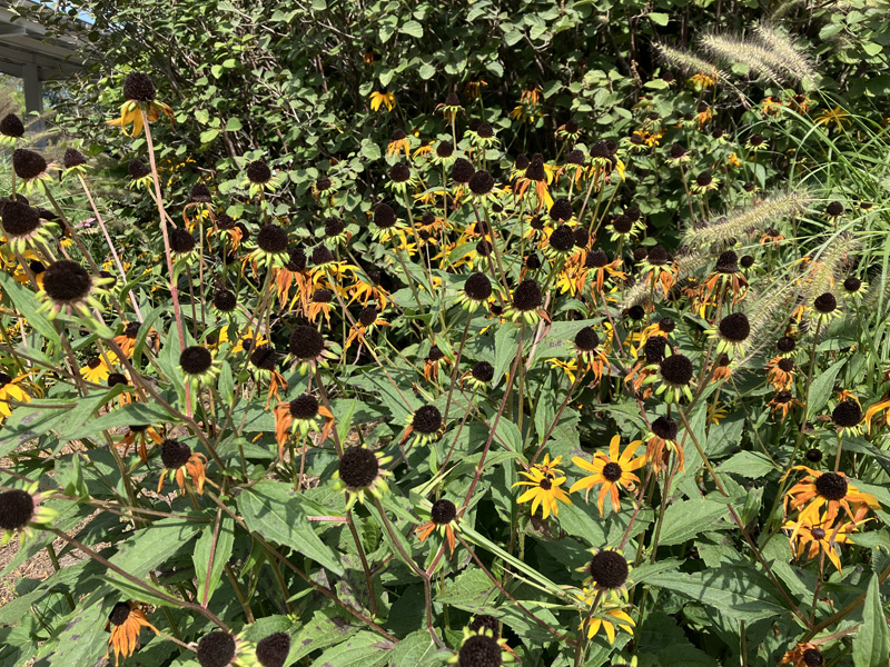 Rudbeckia.jpg